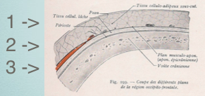 Anatomie de la peau