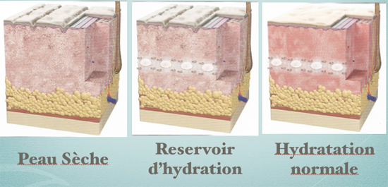 Schéma de l'acide hyaluronique dans le derme